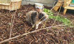 kaninchen3