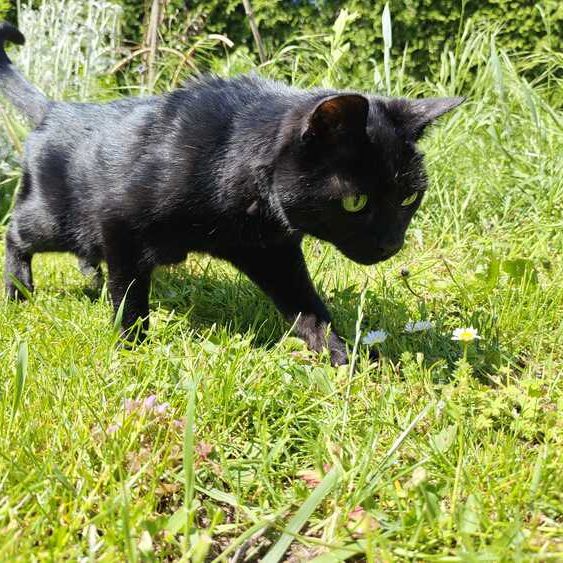 Puma_IMG-20250602-WA0015