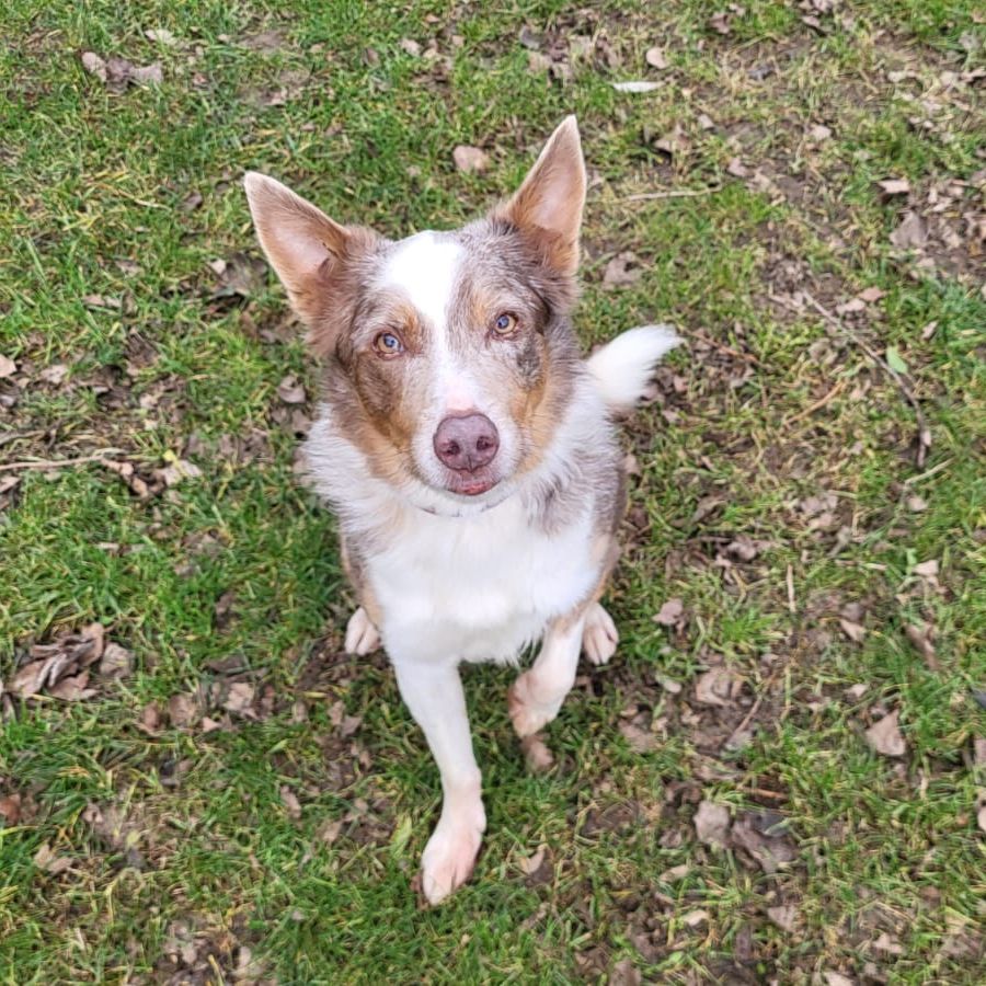 oskar