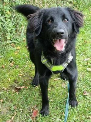 Rocky_2 (1)