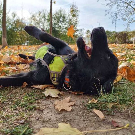 Rocky_2025-10-27 um 12.15.29_76205a16 Rocky_2025-10-27 um 12.15.29_76205a16