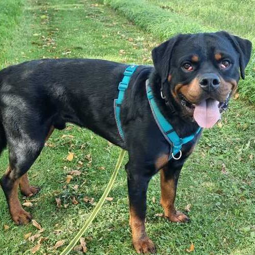 Bandit-20251009-WA0000 (1)