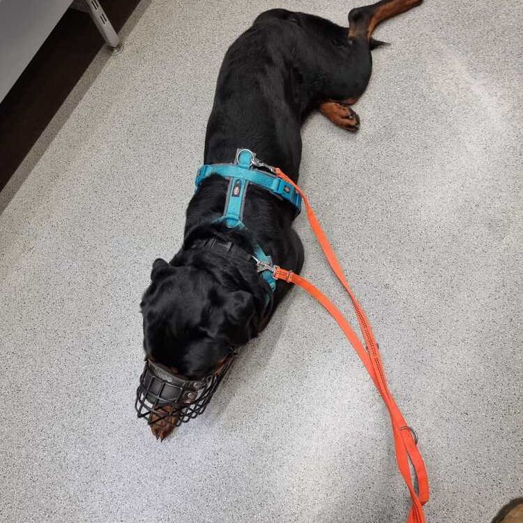 Bandit_2025-10-27 um 12.19.38_7d5443e3