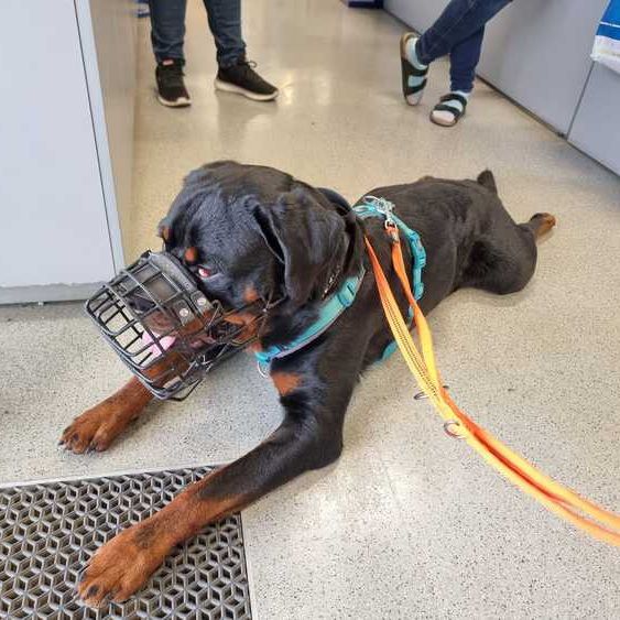 Bandit_2025-10-27 um 12.19.38_ce24692e