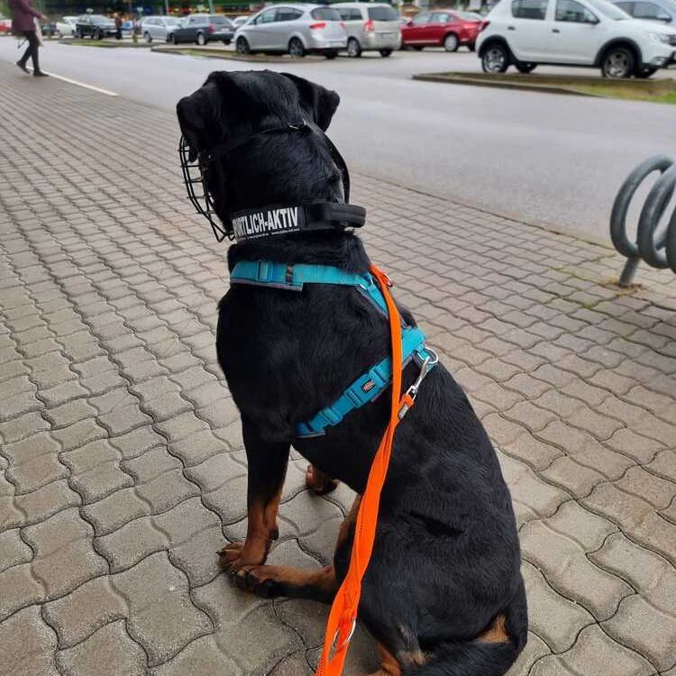 Bandit_2025-10-27 um 12.19.39_3dcd387a