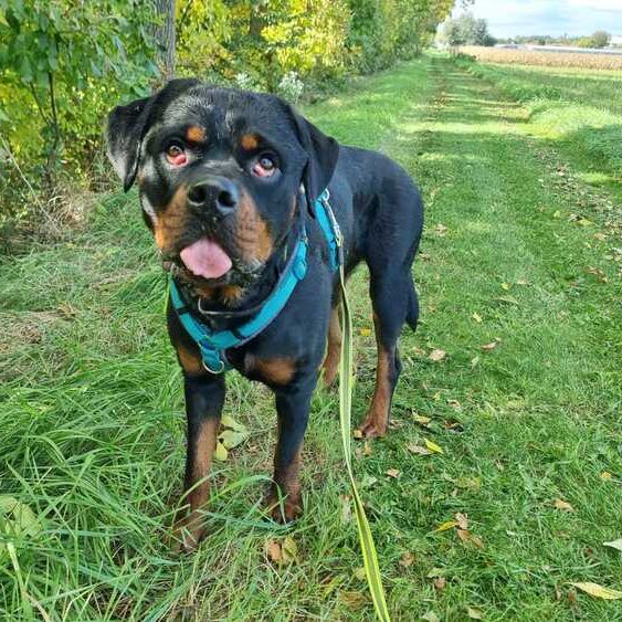 Bandit_2025-10-27 um 12.20.52_2b63352c