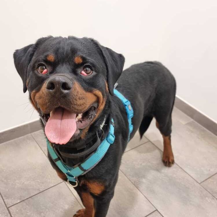 Bandit_2025-10-27 um 12.20.52_585592b0 (1)