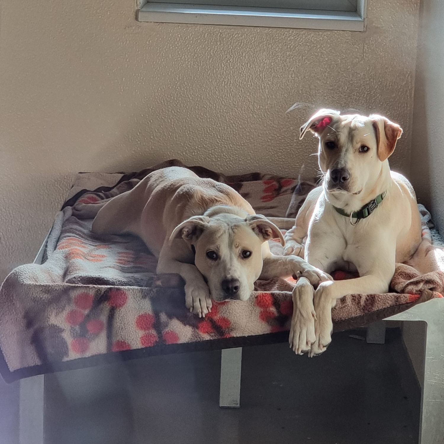 Melania_Velvet_2025-10-27 um 12.09.27_263dd755 Melania_Velvet_2025-10-27 um 12.09.27_263dd755