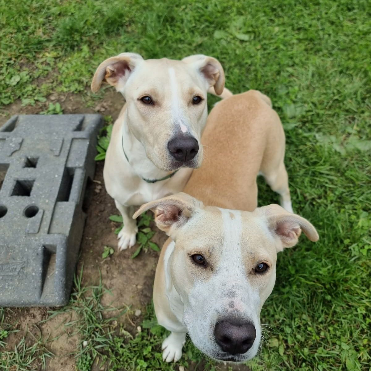 Melania_Velvet_2025-10-27 um 12.13.09_c3b50899 Melania_Velvet_2025-10-27 um 12.13.09_c3b50899