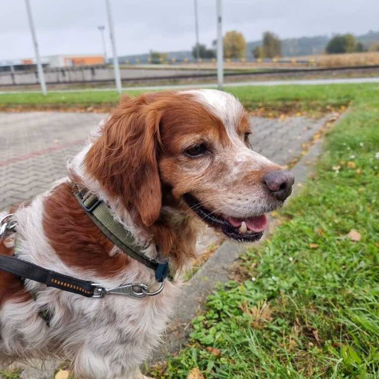 Yoda_2025-10-27 um 12.16.50_17da2bf3 Yoda_2025-10-27 um 12.16.50_17da2bf3