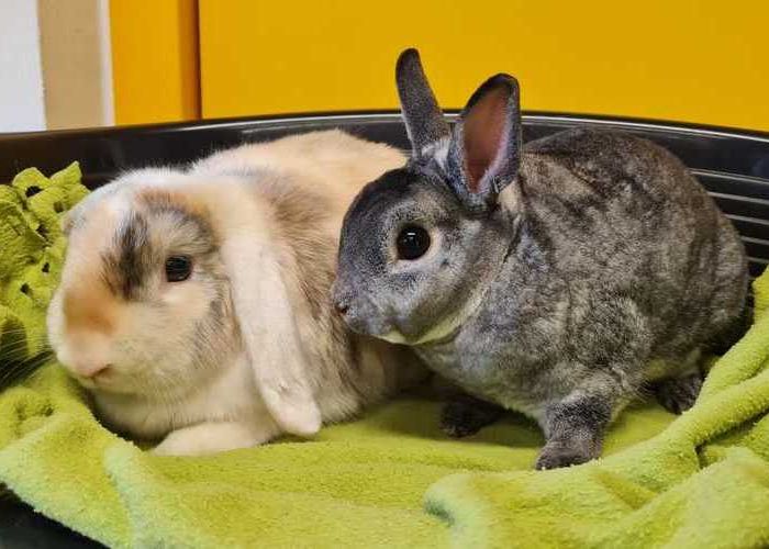 logan_carlos_kaninchen-hp (1)