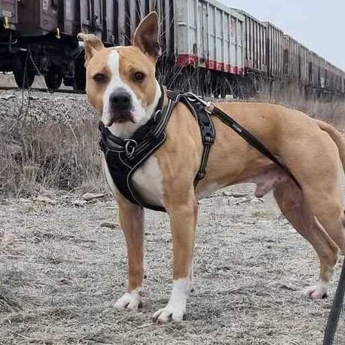 Rocky-20260122-1 (1) (1) 1