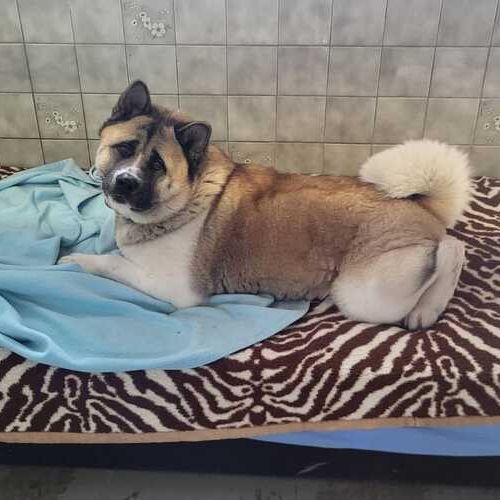 Akuma-20260324-WA0045