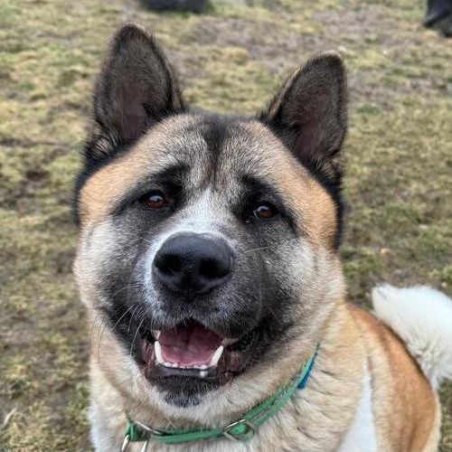 Akuma-20260324-WA0046 (1)