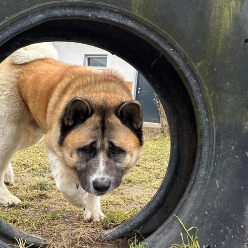 Akuma-20260324-WA0047