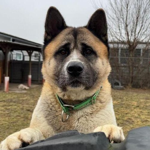 Akuma-20260324-WA0048 (1)