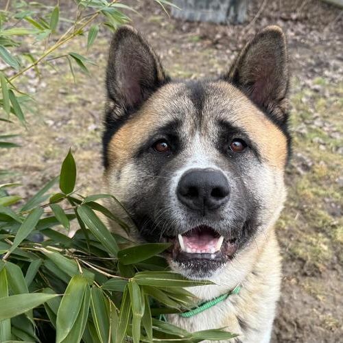 Akuma-20260324-WA0049