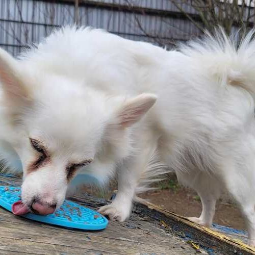 Bella_2026-03-26 at 11.28.22