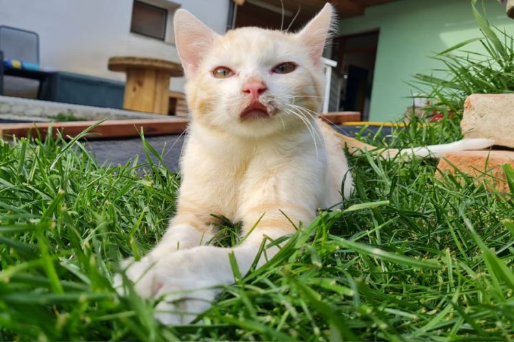 Garfield