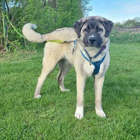 Karabas 2026-04-20 at 09.45.40