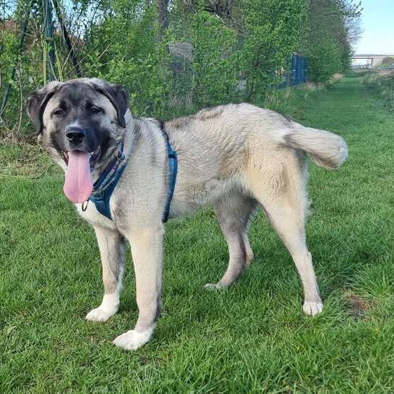 Karabas 2026-04-20 at 09.45.41