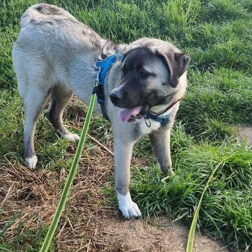 Karabas 2026-04-20 at 09.45.41_1