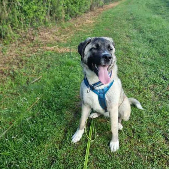 Karabas 2026-04-20 at 09.45.42