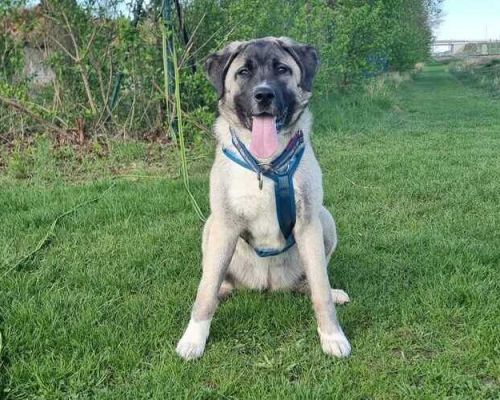 Karabas 2026-04-20 at 14.42.09 (1)