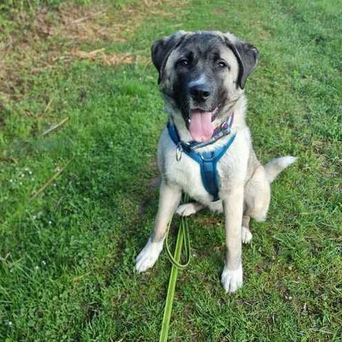 Karabas 2026-04-20 at 14.42.30 (1)