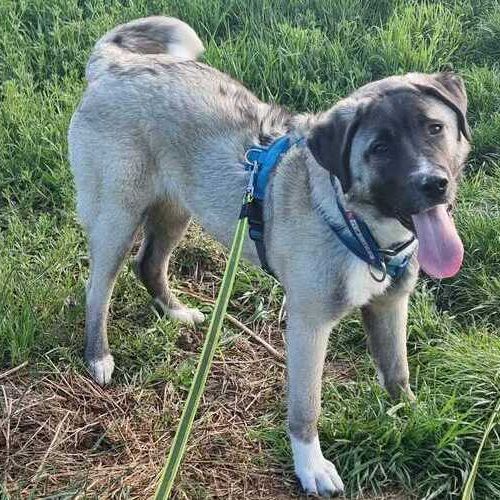 Karabas 2026-04-20 at 14.42.30_2 (1)