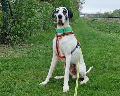 Pauli 2026-04-21 at 09.57.17 (1)