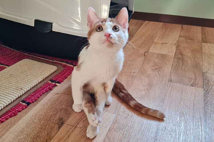 Frederik