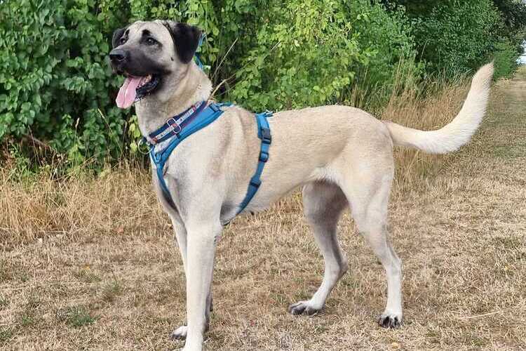Bailey (2)